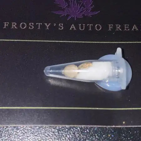 Frostys Freak goes Purple