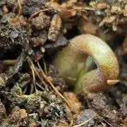 Cherry Cola Auto AC Infinity AI+