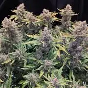 Cherry Cola Auto AC Infinity AI+