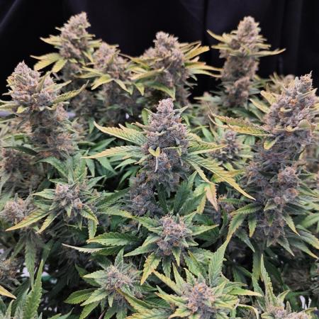 Cherry Cola Auto AC Infinity AI+