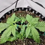 Cherry Cola Auto AC Infinity AI+