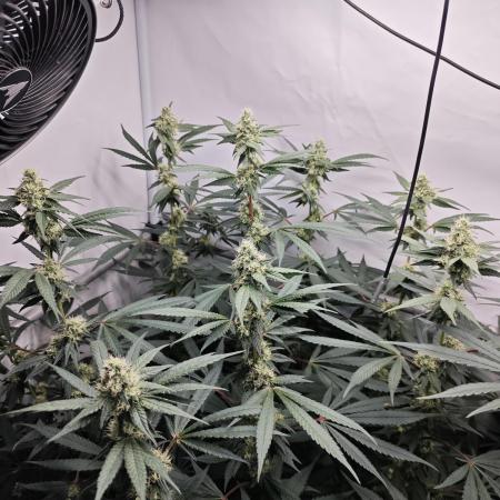 Biscotti Gelato AC Infinity AI+