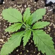 Cherry Cola Auto AC Infinity AI+