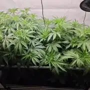 Biscotti Gelato AC Infinity AI+