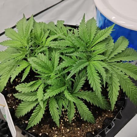 Cherry Cola Auto AC Infinity AI+