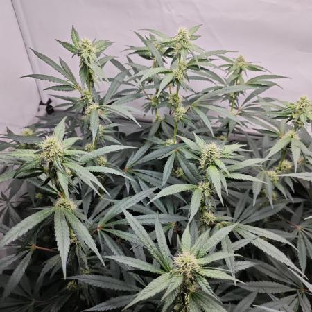 Biscotti Gelato AC Infinity AI+
