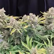 Cherry Cola Auto AC Infinity AI+
