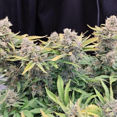Cherry Cola Auto AC Infinity AI+