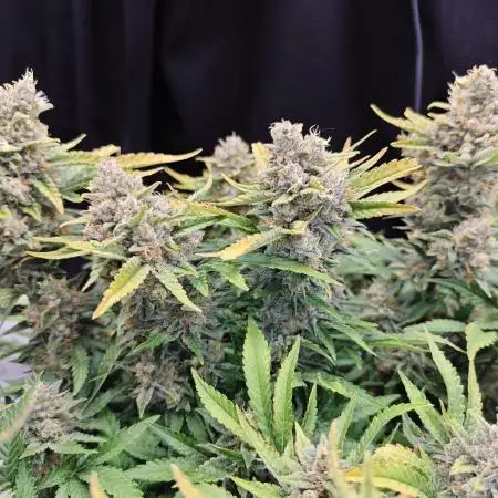 Cherry Cola Auto AC Infinity AI+