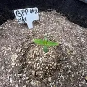 Auto Flower Learning Curve