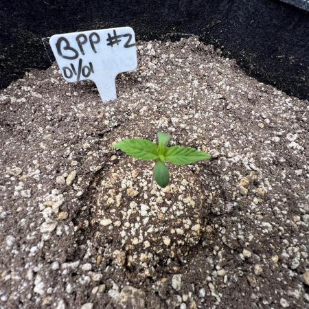 Auto Flower Learning Curve