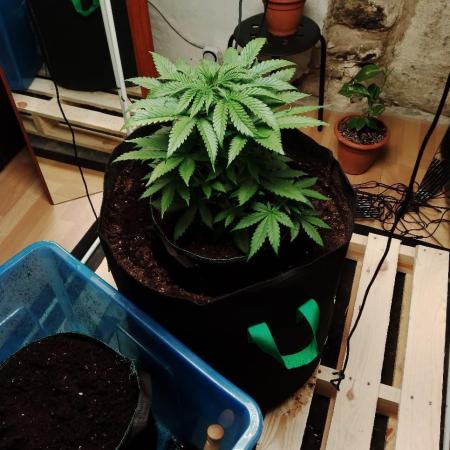 100L/26gal RQS Biscotti Experiment