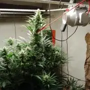100l/26gal RQS Biscotti Experiment