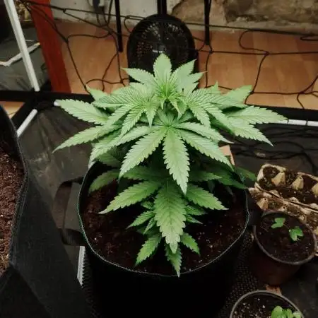 100l/26gal RQS Biscotti Experiment