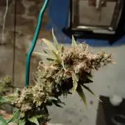 100l/26gal RQS Biscotti Experiment
