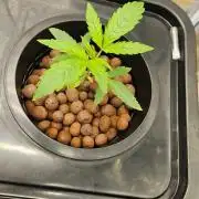 OG EVERGLADES & PINEAPPLE RUNTZ IBL