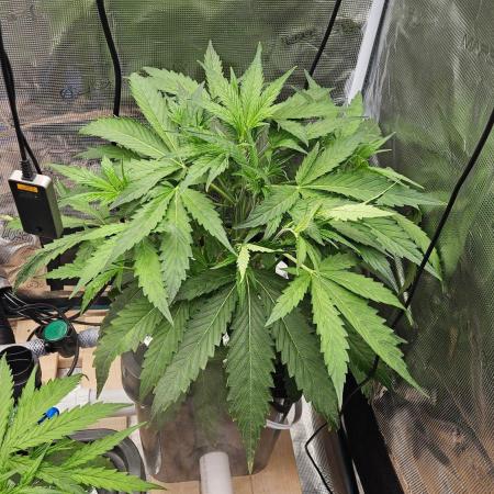 OG EVERGLADES & PINEAPPLE RUNTZ IBL