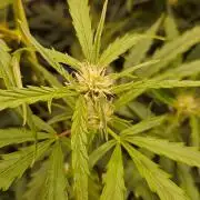 OG EVERGLADES & PINEAPPLE RUNTZ IBL