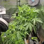 OG EVERGLADES & PINEAPPLE RUNTZ IBL