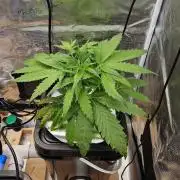 OG EVERGLADES & PINEAPPLE RUNTZ IBL