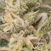 OG EVERGLADES & PINEAPPLE RUNTZ IBL