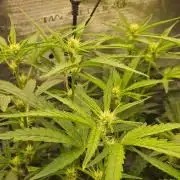 OG EVERGLADES & PINEAPPLE RUNTZ IBL