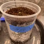 SLAMberry x Orange Portal