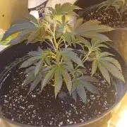 TopDawg - Clone Only UK Stardawg