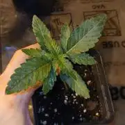 Emerald Triangle - Critical Sour Diesel