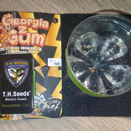 THSeeds x Little Chief  - Georgia Z Gum