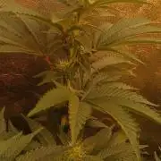 Jungleboys - Zkittlez Cake (Clone Only)