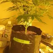 G13 Labs - White Critical