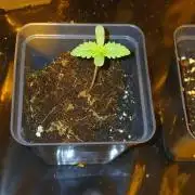 00 Seeds - Mimosa & Gelato Mints