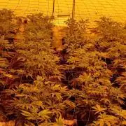 TopDawg - Clone Only UK Stardawg