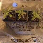 00 Seeds - Mimosa & Gelato Mints