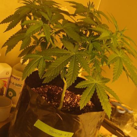 00 Seeds - Mimosa & Gelato Mints