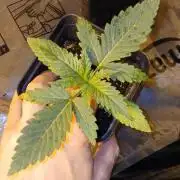 G13 Labs - White Critical