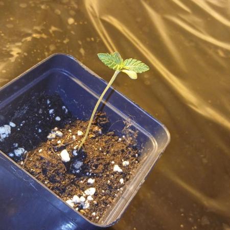 Emerald Triangle - Critical Sour Diesel