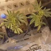 TopDawg - Clone Only UK Stardawg