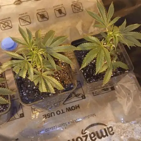 TopDawg - Clone Only UK Stardawg