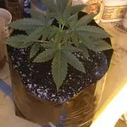 G13 Labs - White Critical