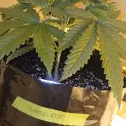 G13 Labs - White Critical