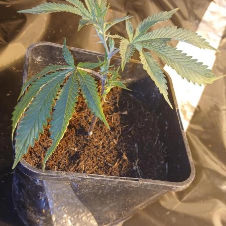 TopDawg - Clone Only UK Stardawg