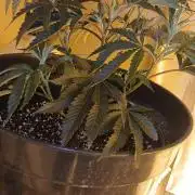 TopDawg - Clone Only UK Stardawg