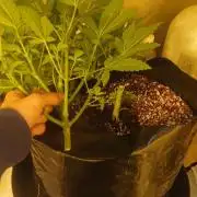 Emerald Triangle - Critical Sour Diesel