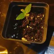 G13 Labs - White Critical