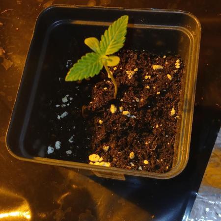 G13 Labs - White Critical