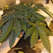 Emerald Triangle - Critical Sour Diesel