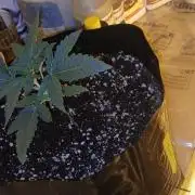 Emerald Triangle - Critical Sour Diesel