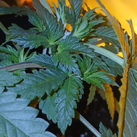 00 Seeds - Mimosa & Gelato Mints